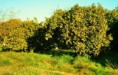 Finca